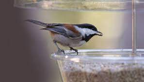 Check spelling or type a new query. All About Chickadees And How To Attract Them Wild Birds Unlimited Wild Birds Unlimited