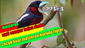 Maybe you would like to learn more about one of these? Suara Burung Sempur Hujan Rimba Cocok Buat Masteran Burung Fighter Youtube