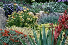 Image result for Beschorneria yuccoides