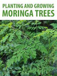 Planting Moringa Trees Pinterest Moringa Tree Moringa Oleifera Tree Moringa