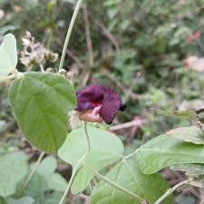 Image result for Macroptilium atropurpureum