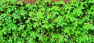 Image result for Pilea angolensis