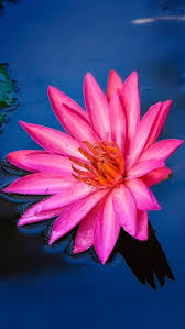 خلفيات ورد للايفون flower desktop wallpaper flower wallpaper free flower wallpaper