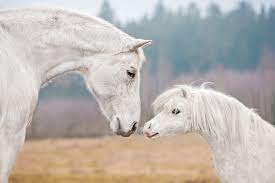 Die 22 Schonsten Pferde Spruche Ponymag