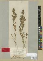 Image result for Stemodia serrata