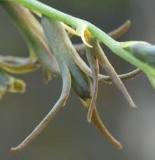 Image result for Dipcadi viride