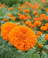 We did not find results for: Jual Benih Bunga Marigold Beautiful 008 Bisi 10 Biji Bibitbunga Com