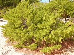 Image result for Suriana maritima