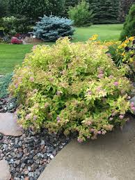 Image result for spirea japonica gold princess