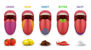 Human tongue basic taste areas | Premium Vector