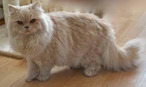 Explore 30 listings for british longhair kittens for sale at best prices. British Longhair Cat All About Its Personality Holidogtimes