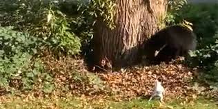 The jack russell terrier needs to have sufficient exercise. Fearless Jack Russell Terrier Chases Black Bear Out Of Family S Backyard