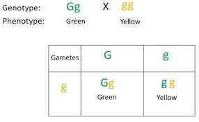 A Green Pea Plant Gg Is Crossed With A Yellow Pea Plant Gg Make A Punnett Square Describe Each Possible Phenotype And List The Probabilities For Each Genotype Capital Letters Signify A