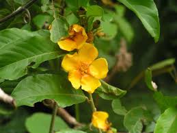 Image result for Hugonia platysepala