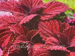 Image result for Coleus buchananii