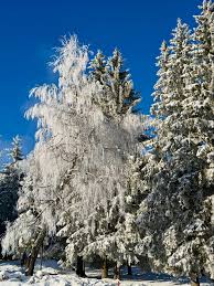 Image result for Selago whyteana