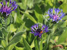 Unsere empfehlungen im mein schöner garten shop. Berg Flockenblume Centaurea Montana Fur Deinen Garten