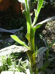 Image result for Neojeffreya