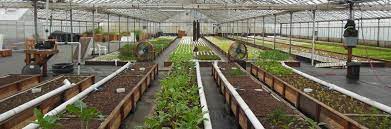 Our Farm Aquaponics Ouroboros Farms Half Moon Bay California