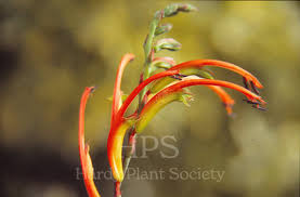 Image result for Romulea camerooniana