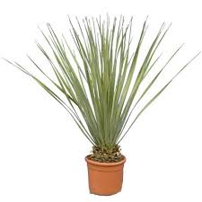 Image result for Dasylirion