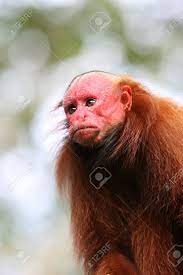 ハゲ Uakari、ペルーで赤の顔猿の写真素材・画像素材 Image 29498634