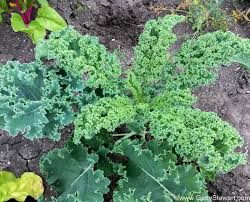 Check spelling or type a new query. How To Freeze Kale In Convenient Pucks Gettystewart Com