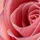 Rose Alchemy Temple - Monthly Embodiment ...