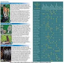 medicinal mushrooms of north america field guide