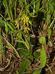 Image result for Habenaria clavata
