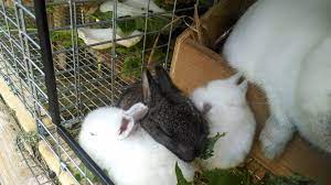 7 steps to start rabbit farming business. Small Rabbit Farming 7 Steps With Pictures Instructables
