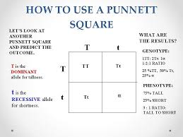 Punnett squares help chart the results of genetics. T T Tt T Genetics Punnett Square T