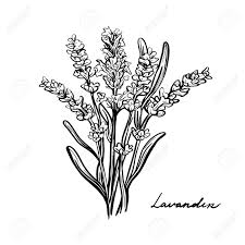 Break out your top hats and monocles; Lavender Flowers Provence Herbs A Sprig Of Lavender Grass Isolated On A White Background Hand Drawn Vector Illustration Mediterranean Seasonings Design For Printing Royalty Free Cliparts Vectors And Stock Illustration Image 150443083