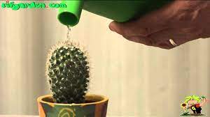 You can easily propagate a mammillaria nejapensis from the offsets that. Mammillaria Youtube