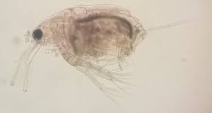 Image result for Disperis sp. nov. aff. macowanii