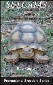 Image result for Grewia sulcata