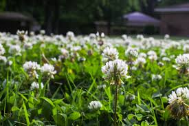 If you don't want to hire anyone, then try some diy weed killers and that'll do the trick. How To Remove Clover From Lawn Finestlawns Com