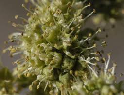 Image result for Strephonema