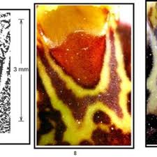 Image result for Liparis odontochilos