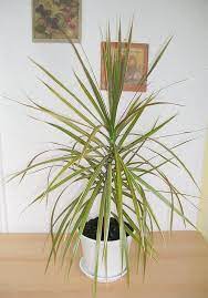 Houseplant Dracaena How To Care For A Dracaena Houseplant Dracaena Plant Common House Plants Marginata Plant