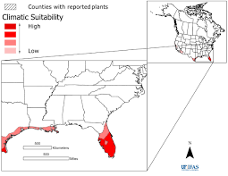 Image result for Digitaria abyssinica