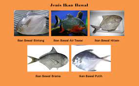 Kata kata penghargaan untuk folio. 5 Jenis Ikan Bawal Ciri Fisik Karakteristik Harga Dan Gambar Hewan Id