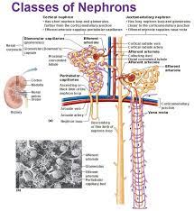 The Urinary System Kidneys Renal Physiology Medical Anatomy Human Anatomy And Physiology