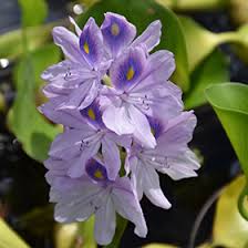 Maybe you would like to learn more about one of these? Water Hyacinth Eichhornia Crassipes In Wilmington Hampstead Jacksonville Onslow Hanover North Carolina Nc At Pender Pines Garden Center