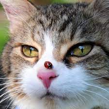 Via St Diamond Cats Beautiful Cats Crazy Cats