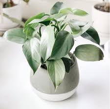 Silver Sword Philodendron Hastatum Plantas Jardineria Filodendro