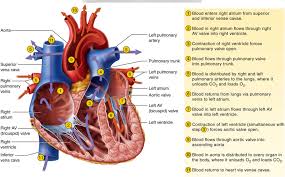Hesi Exam Human Anatomy Physiology Diagram Quizlet