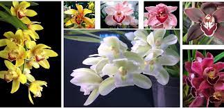 Easy To Grow Cymbidium Orchids And Some With A Sweet Fragrance Pacific Species Cymbidium Orchids Flower Care Orchids