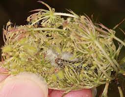 Queen anne's lace vs hogweed. Caterpillar In Queen Anne S Lace Sitochroa Palealis Bugguide Net