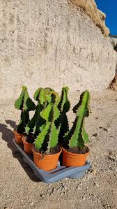 Image result for Euphorbia cooperi